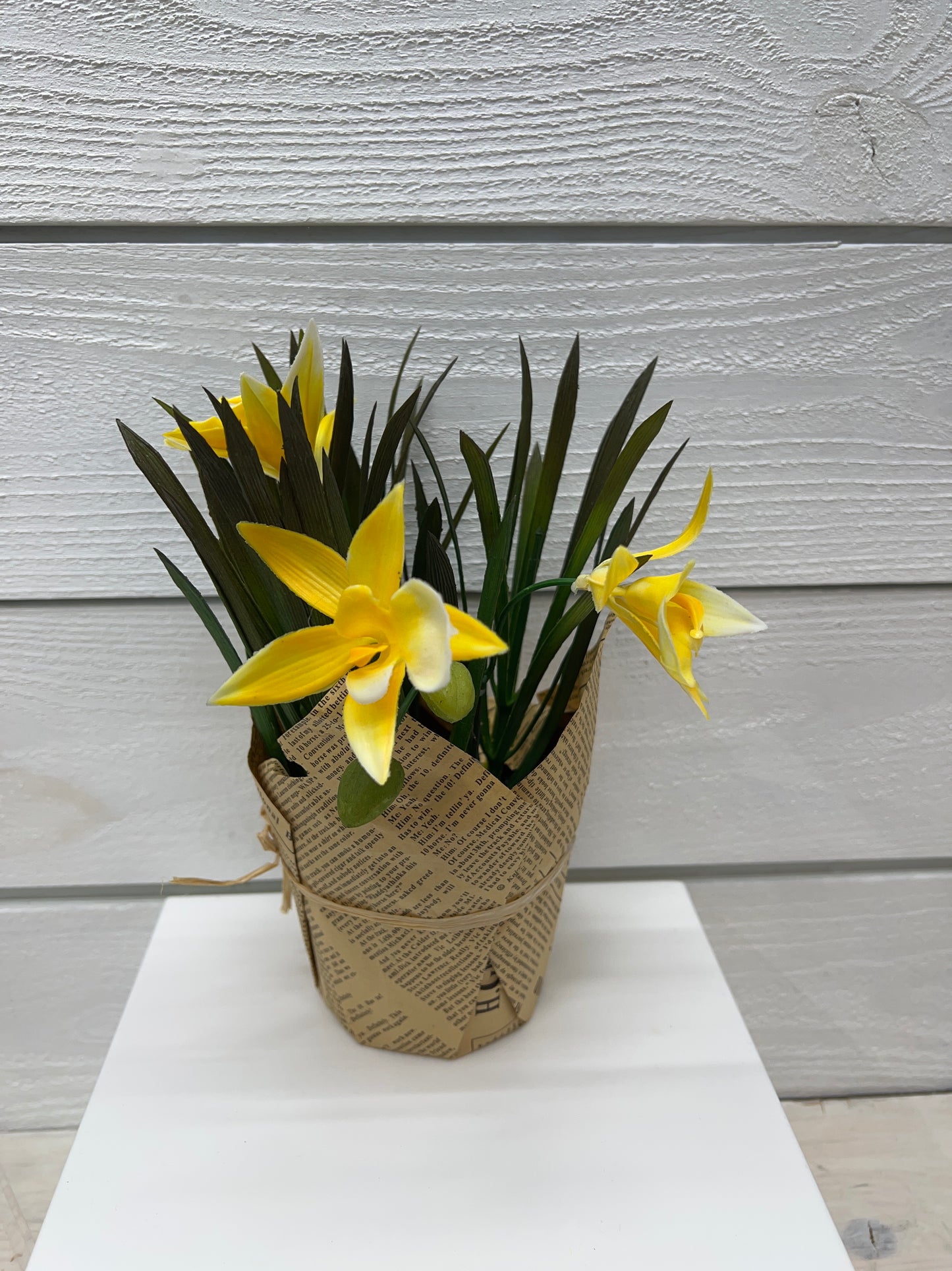 Daffodil Plant In Newspaper Covered Pot