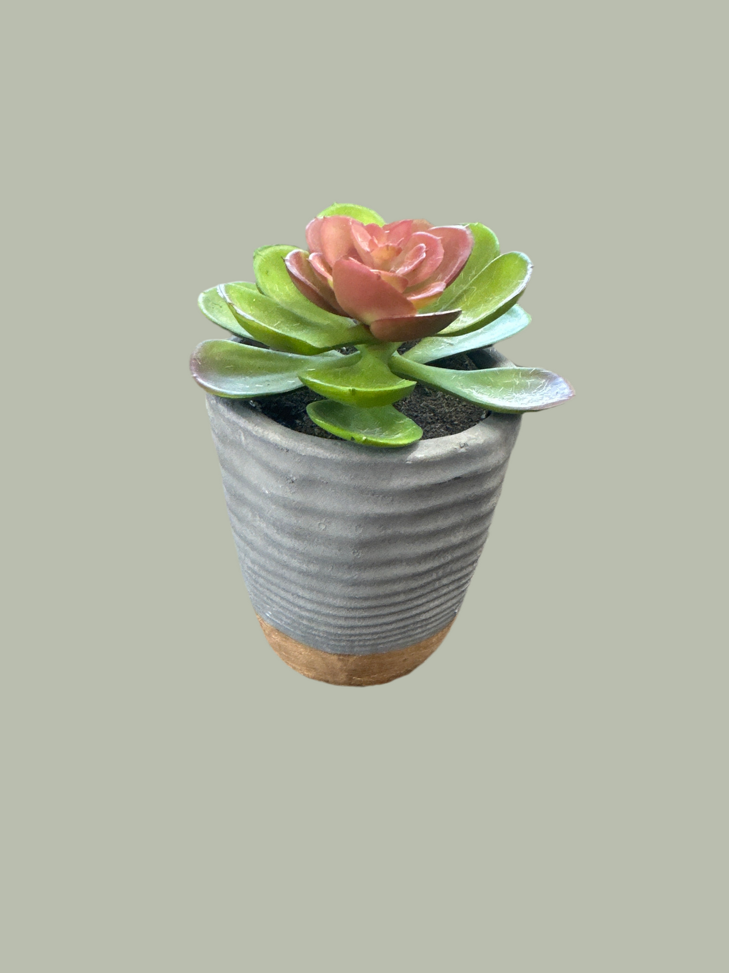 Potted Plastic Succulents