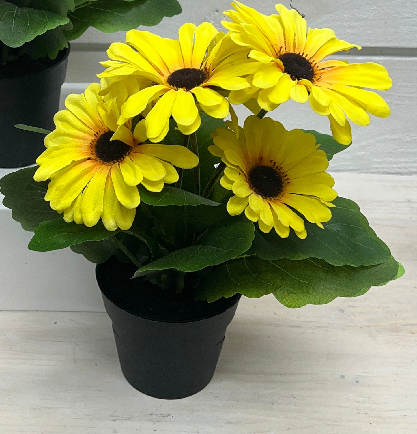 Gerbera Daisy Potted Bush