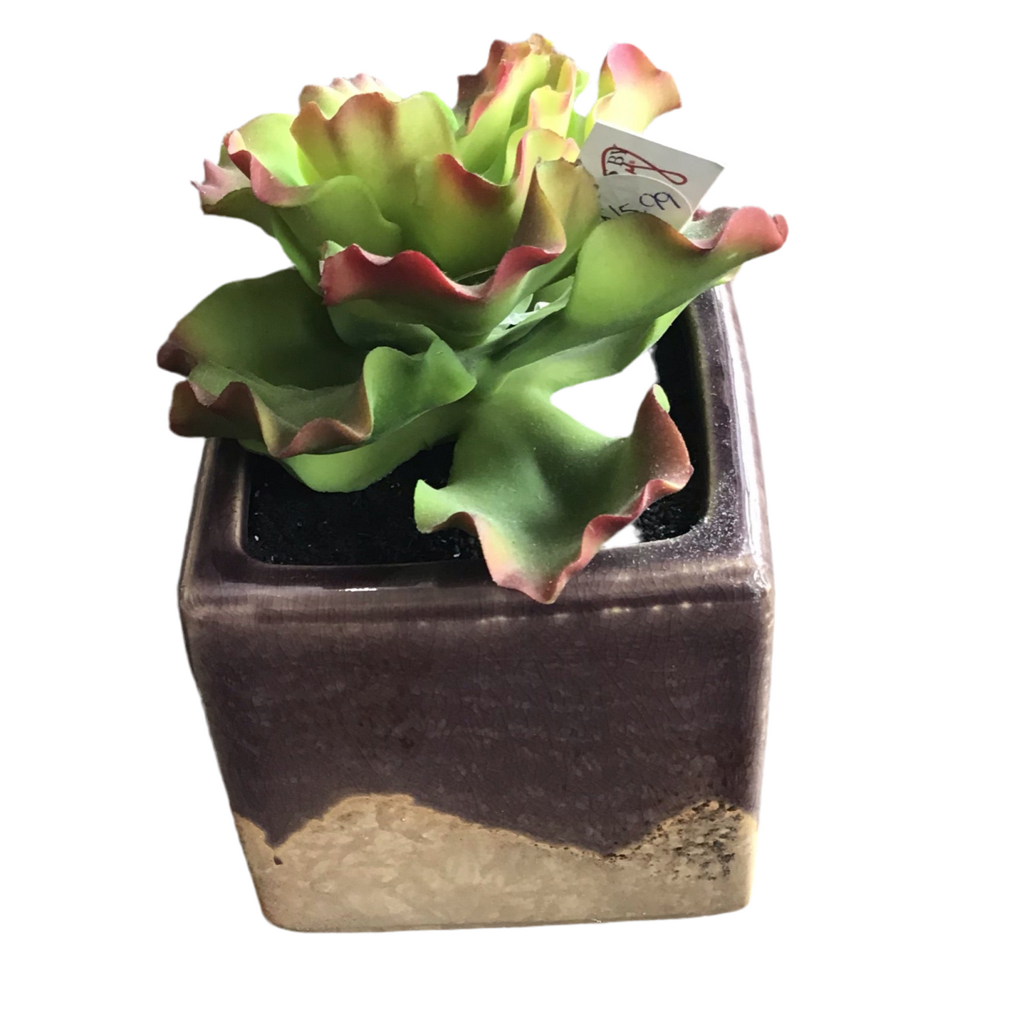 Succulent In Purple Glazed Planter