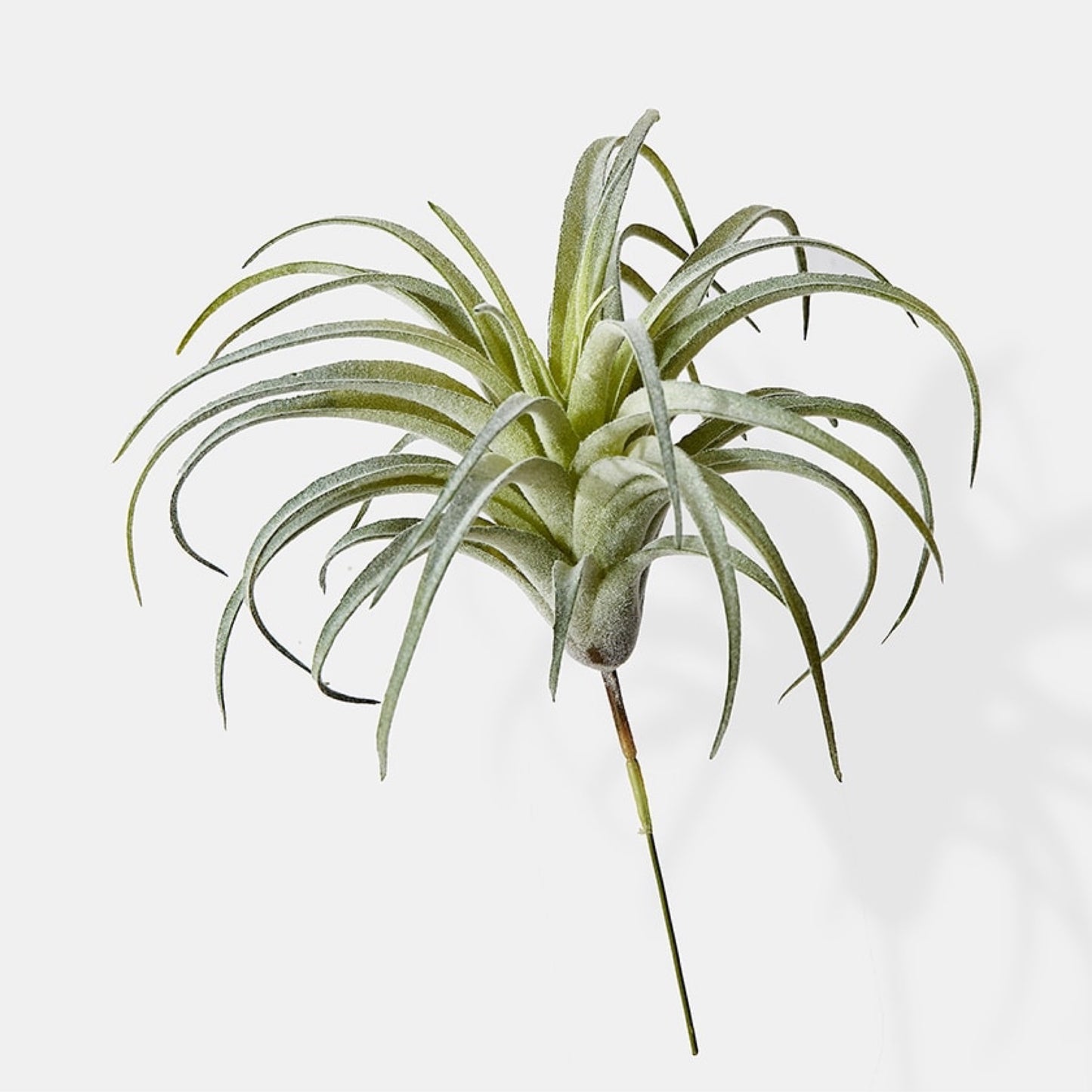 7" Frosted Tillandsia Pick