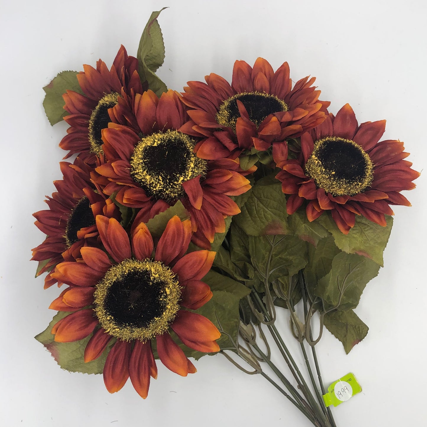 Maroon Sunflower Bush