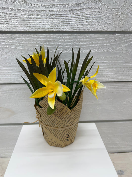 Daffodil Plant In Newspaper Covered Pot