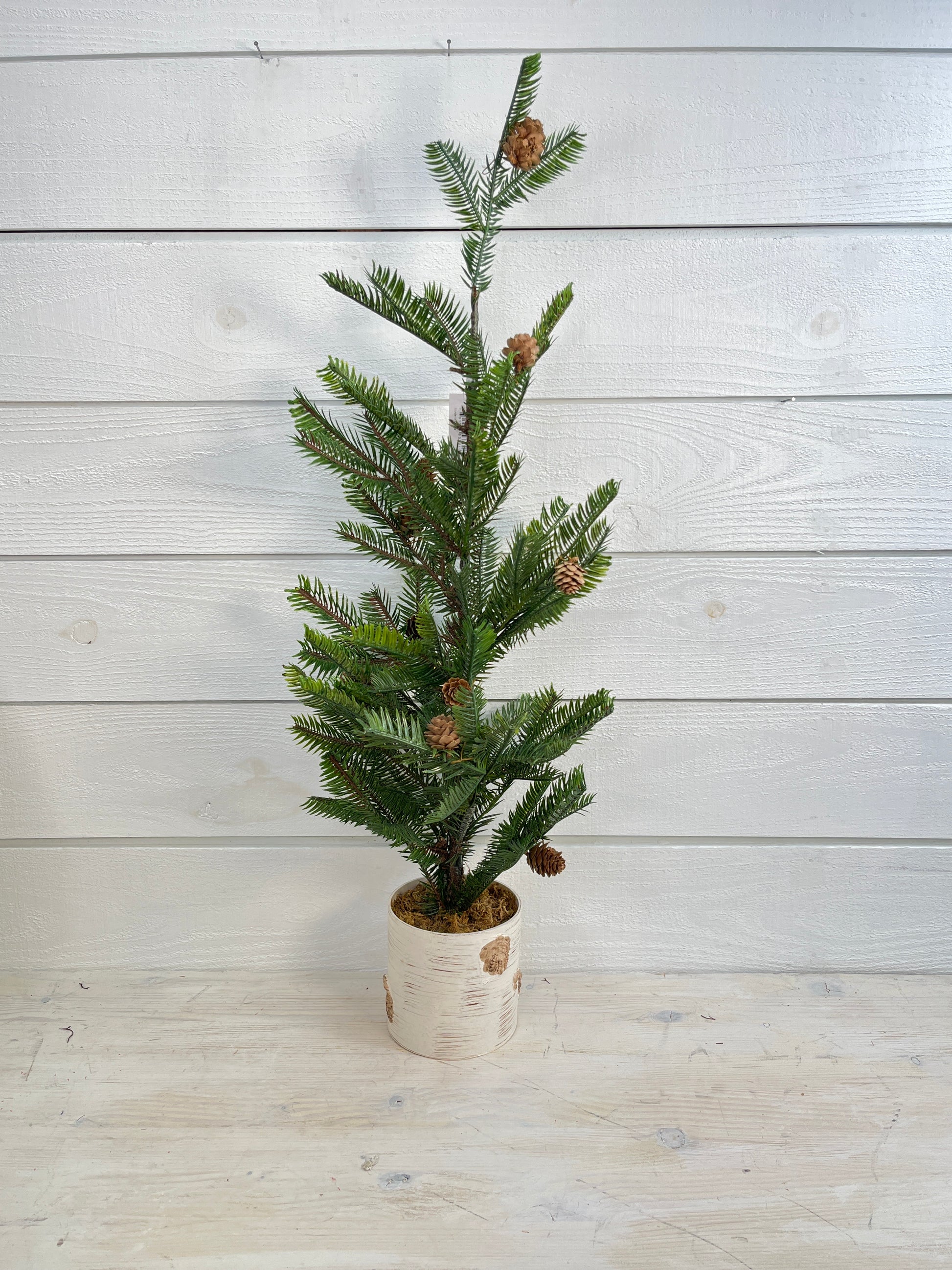 Large Pinecone Tree With Birch Base