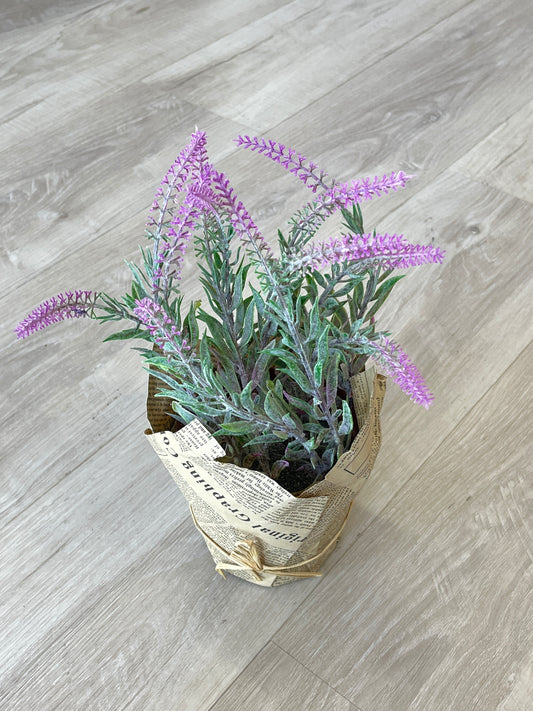Lavender Plant In Newspaper Covered Pot