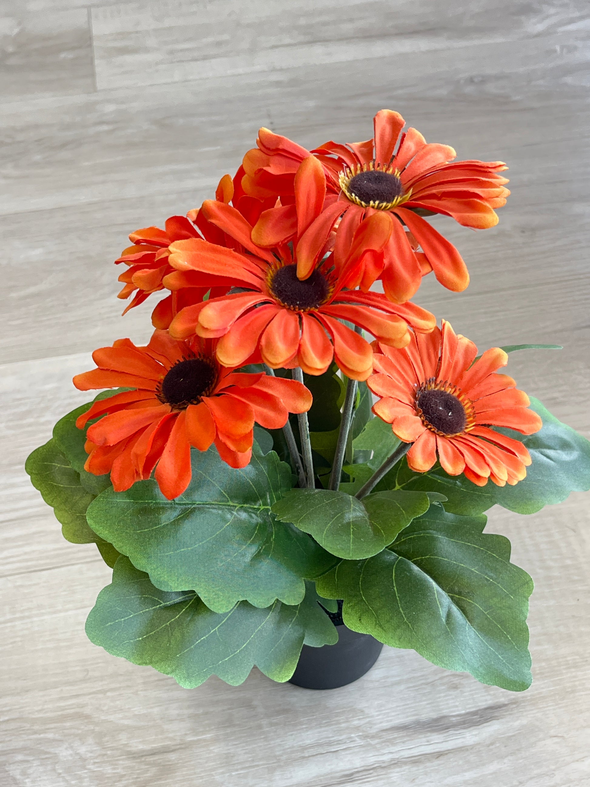 Gerbera Daisy Potted Bush