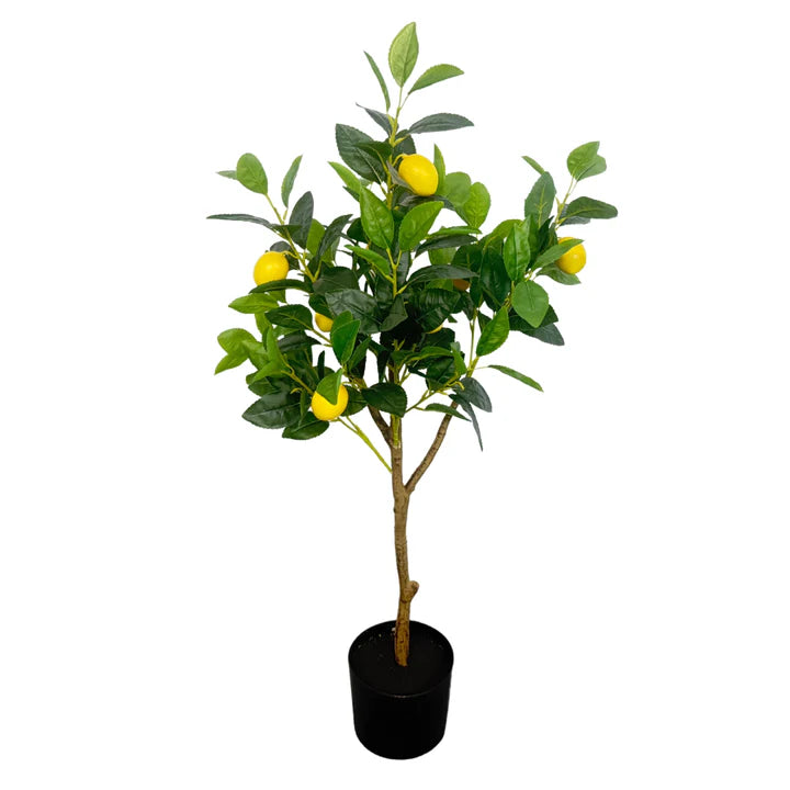 3' LEMON TREE IN POT