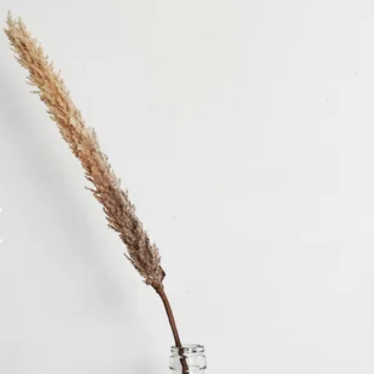 Taupe Fluffy Stem Pick