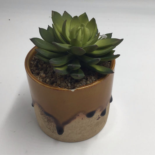 Succulent In Brown Glazed Planter