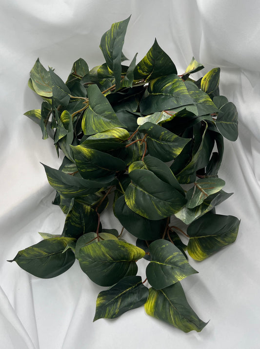 27" Pothos Hanging Basket Bush