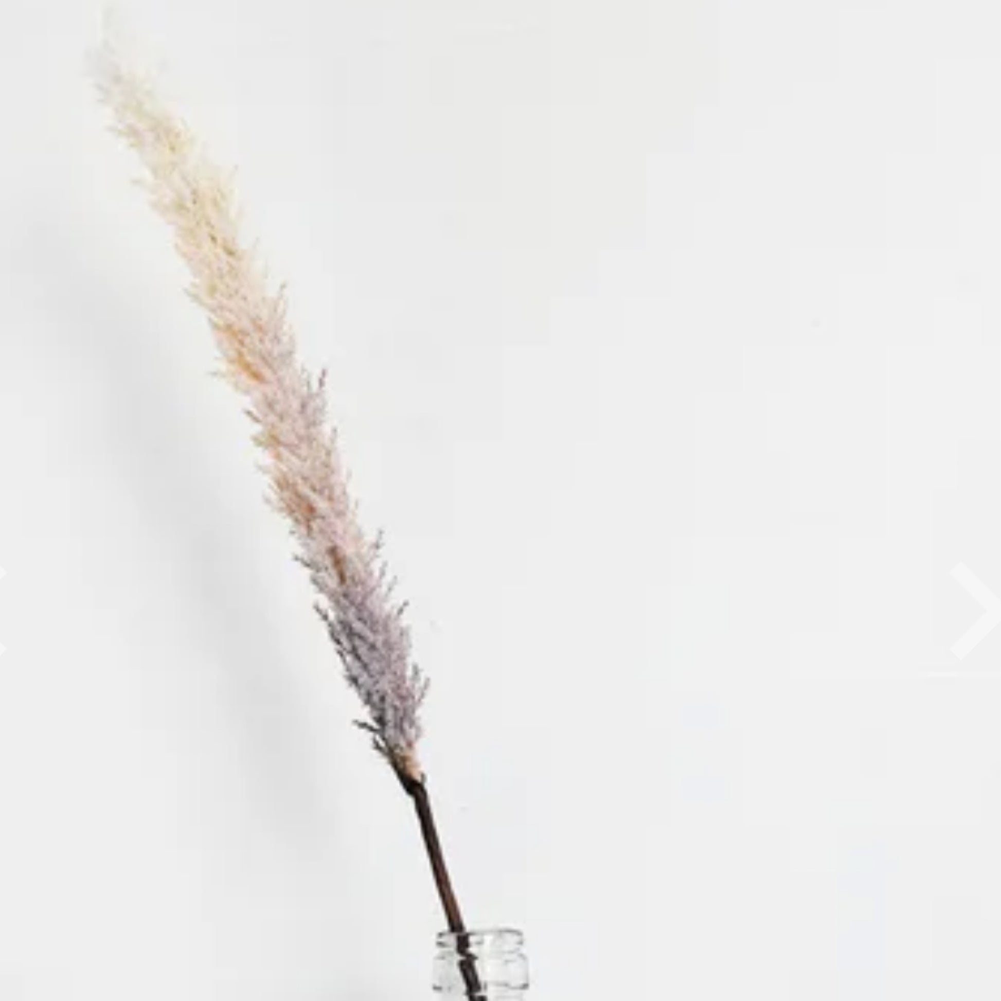 Natural Fluffy Stem Pick