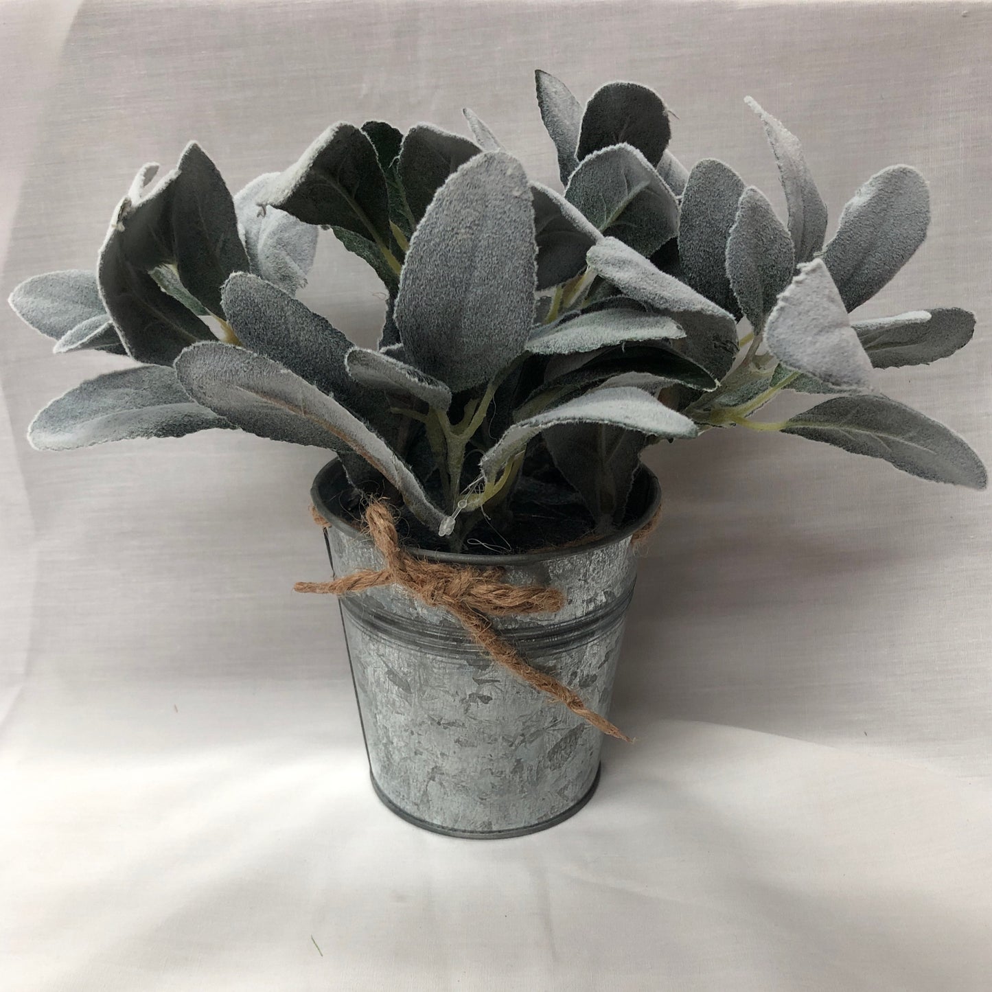 Lamb's Ear In Tin Pot