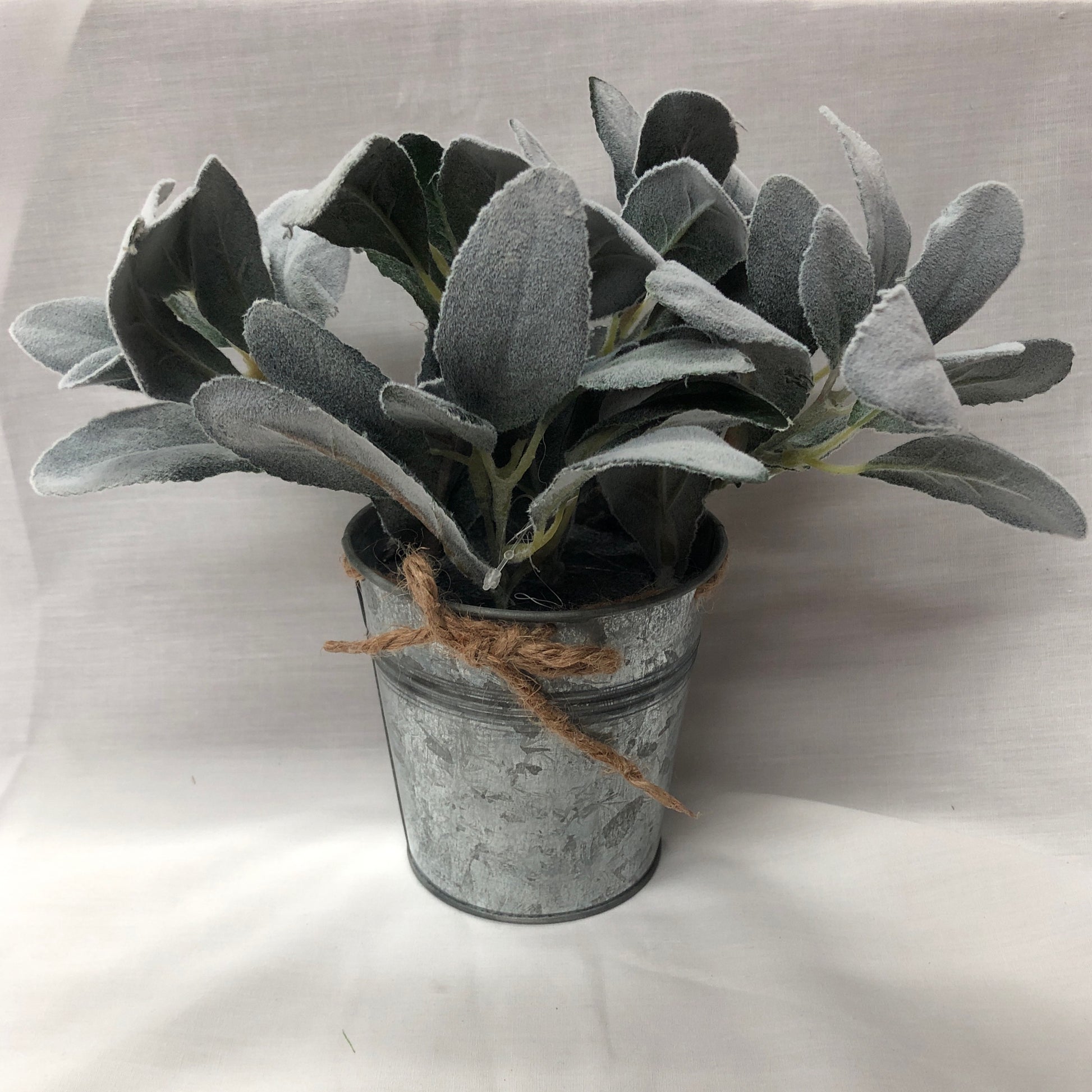 Lamb's Ear In Tin Pot