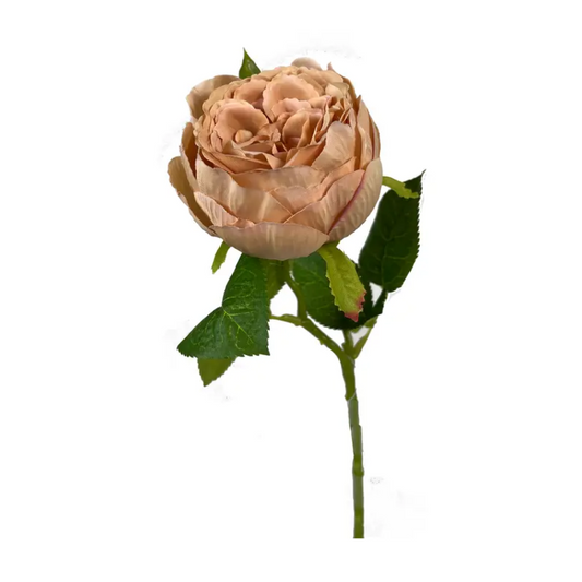 Toffee English Garden Rose Stem