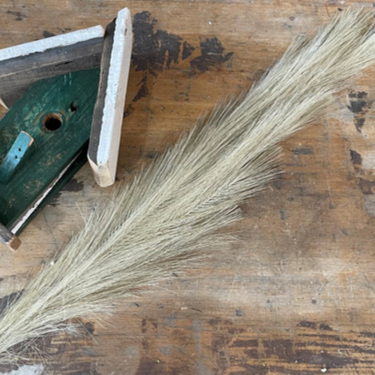31.5 in Pampas Grass