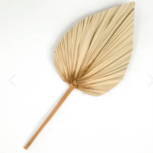 Dried Palm Leaf